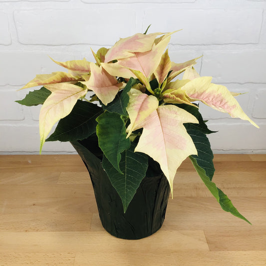 Poinsettia - Small 4.5in - Marble