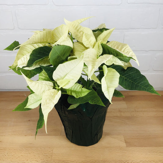 Poinsettia - Small 4.5in - White