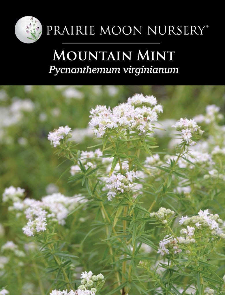 Mountain Mint (Pycnanthemum virginianum) Seeds - Prairie Moon Nursery (L2L)