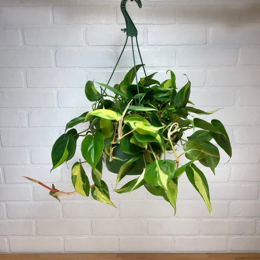 Hanging Basket - Philodendron 'Brasil' - 8in - LB