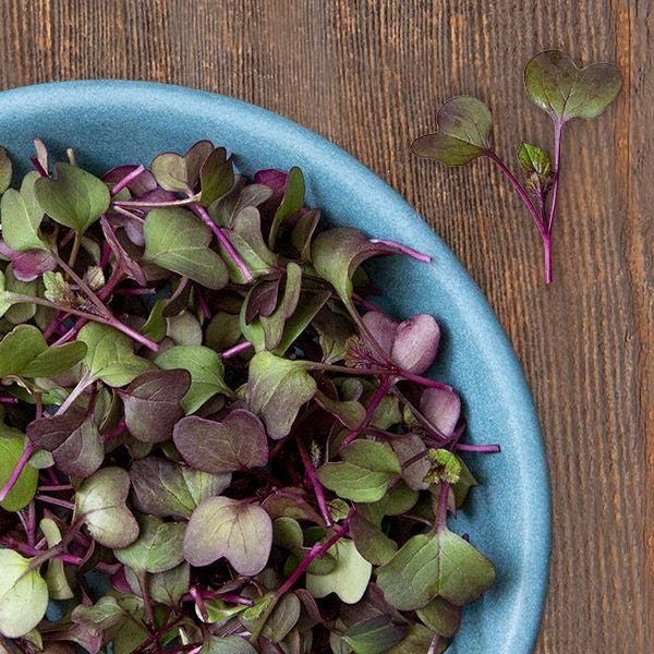 Microgreen Seeds 'Purple Sango Radish' - High Mowing Organic Seeds - 3oz