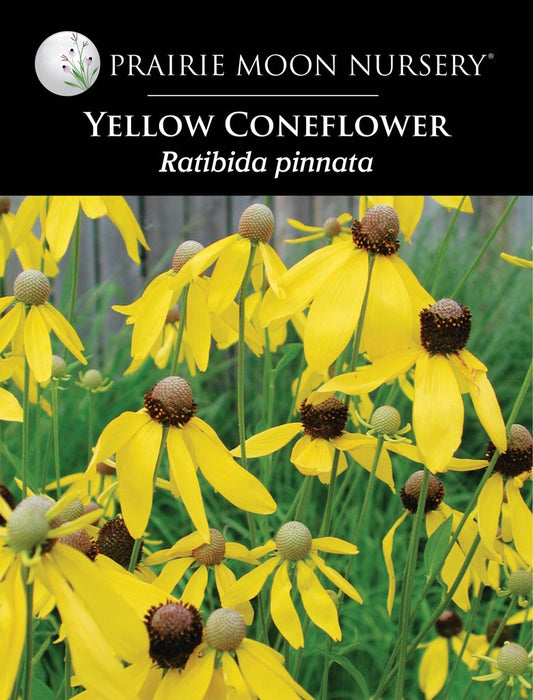 Yellow Coneflower (Ratibida pinnata) Seeds - Prairie Moon Nursery (L2L)