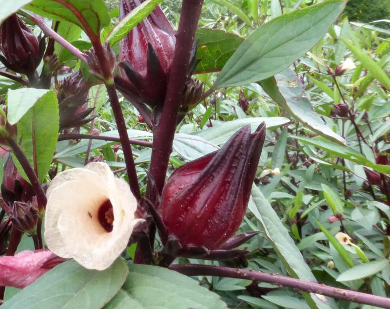 Roselle 'Thai Red Early' - Southern Exposure Seed Exchange - Organic