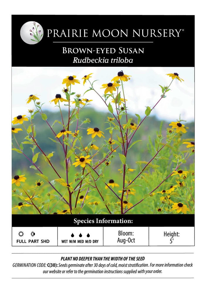 Brown-eyed Susan (Rudbeckia triloba) Seeds - Prairie Moon Nursery (L2L)