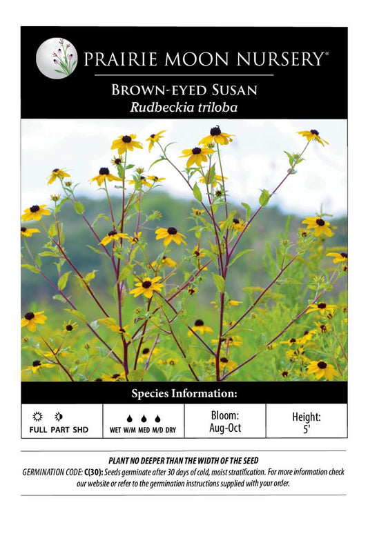 Brown-eyed Susan (Rudbeckia triloba) Seeds - Prairie Moon Nursery (L2L)