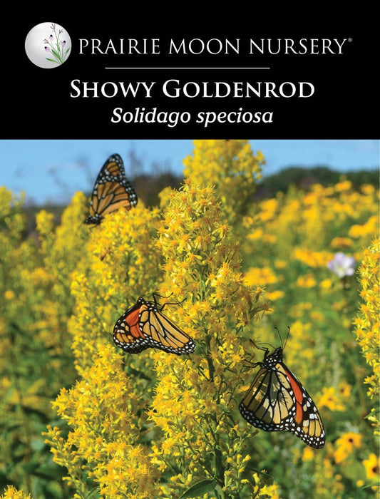 Showy Goldenrod (Solidago speciosa) Seeds - Prairie Moon Nursery (L2L)