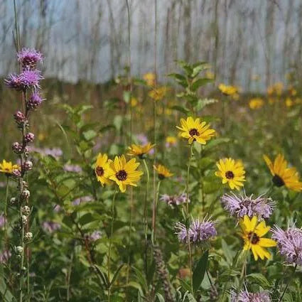 Native Bee and Butterfly Mix