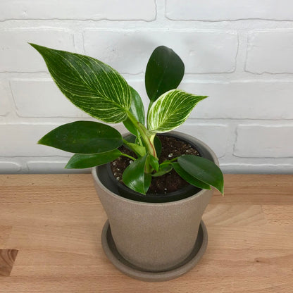 Philodendron Birkin  4in - LB