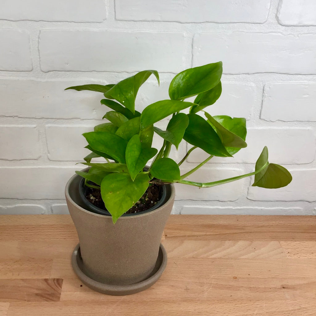 Pothos 'Jade' - 4in - LB