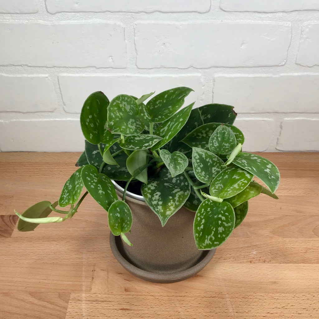 Scindapsus Silver Satin- Scindapsus 4in LB