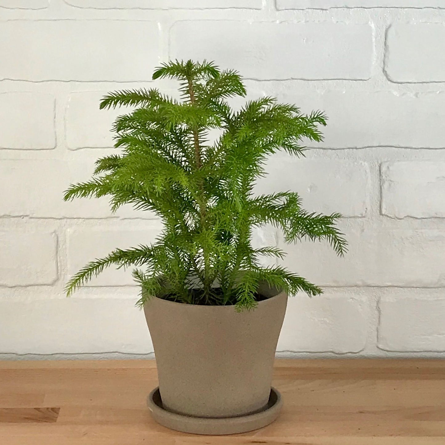 Norfolk Island Pine - 4in - LB