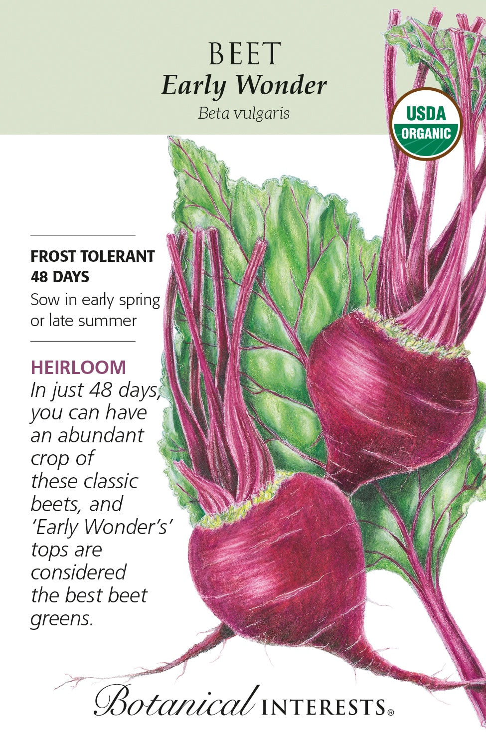 Beet 'Early Wonder' - Botanical Interests® - Organic