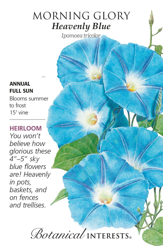 Morning Glory 'Heavenly Blue' - Botanical Interests®