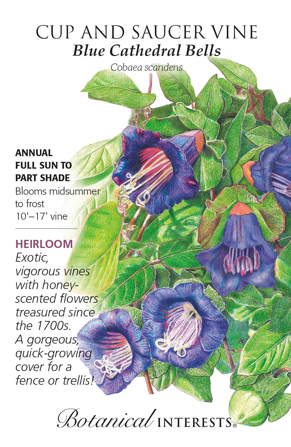 Cup and Saucer Vine 'Blue Cathedral Bells' - Botanical Interests®