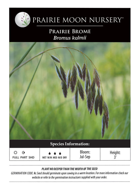 Prairie Brome (Bromus kalmii) Seeds - Prairie Moon Nursery (L2L)