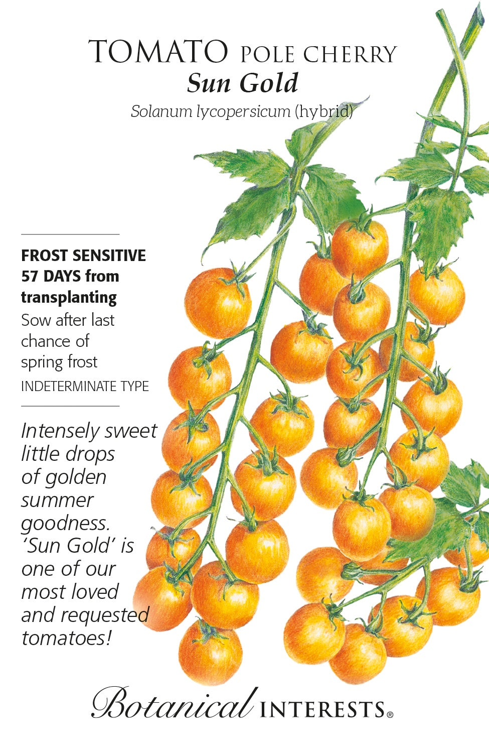 Tomato (Pole) Cherry 'Sun Gold' - Botanical Interests® - Hybrid