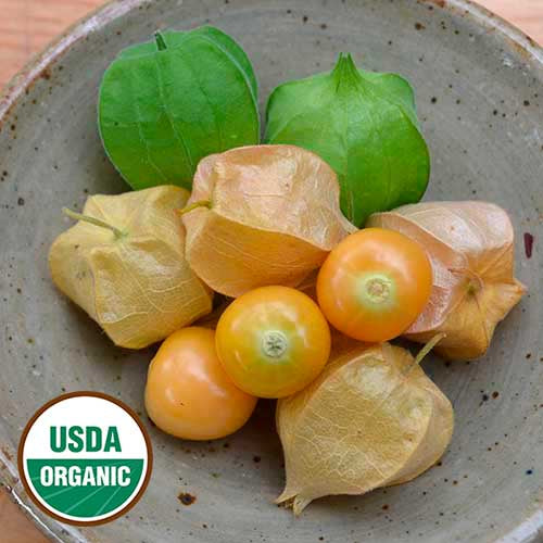 Ground Cherry 'Aunt Molly's' - Seed Savers Exchange - Organic