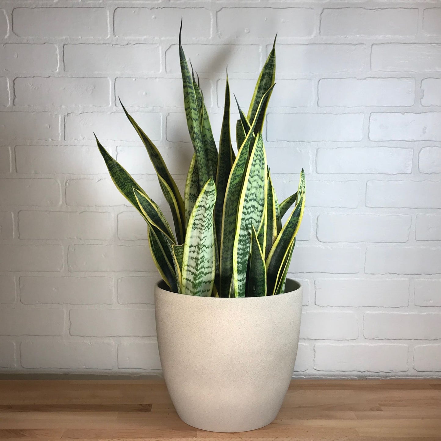 Sansevieria 'Laurentii' - 8in - LB