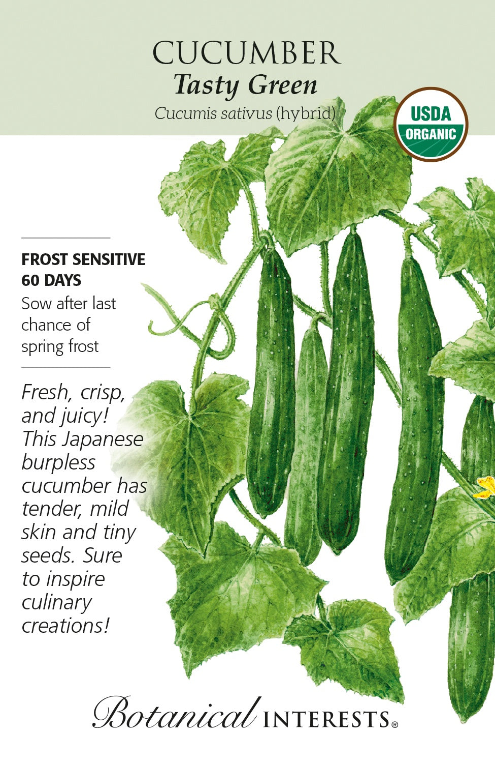 Cucumber (Japanese) 'Tasty Green' - Botanical Interests® - Organic