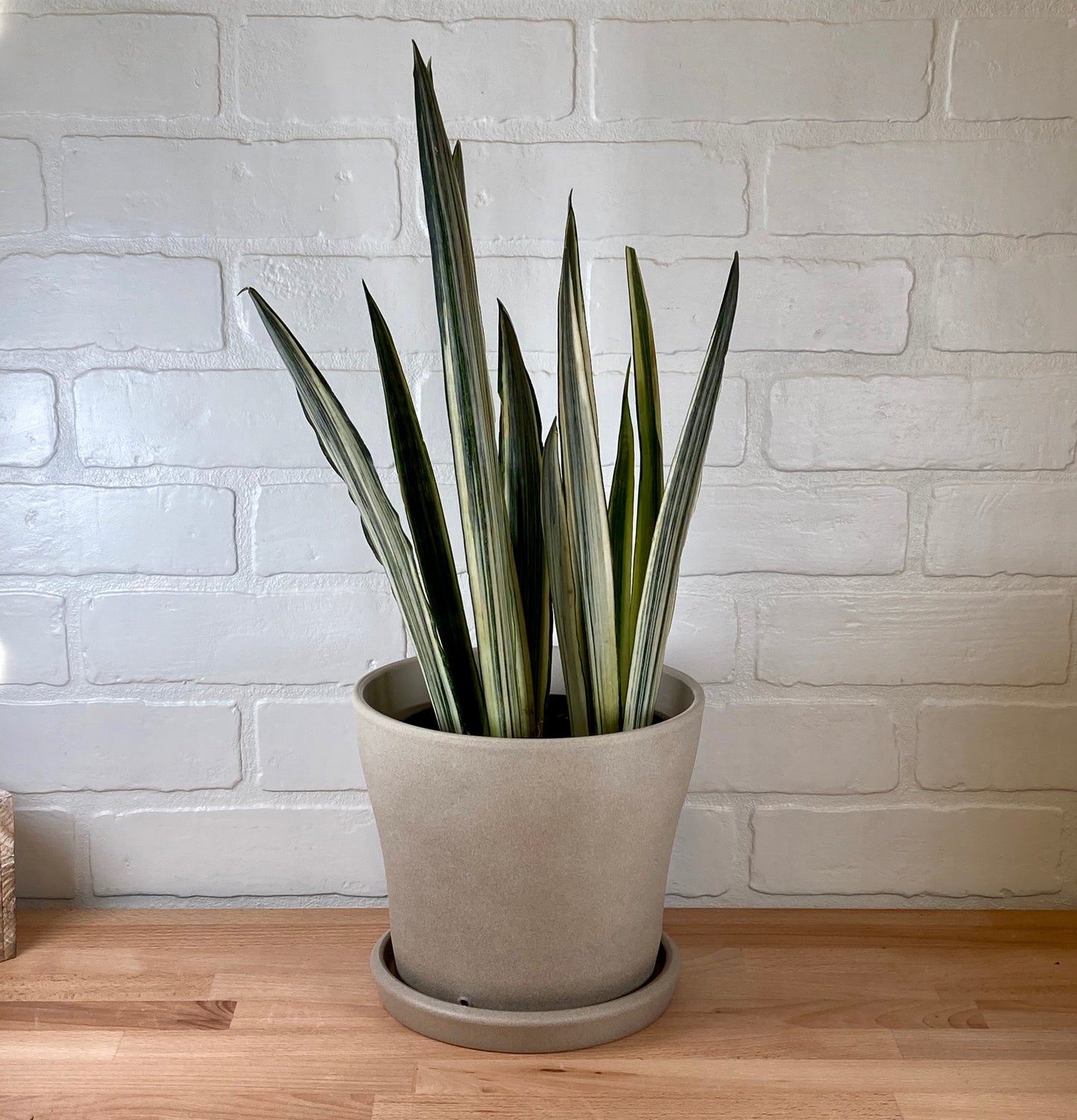 Sansevieria 'Bantel Sensation' - 6in - LB