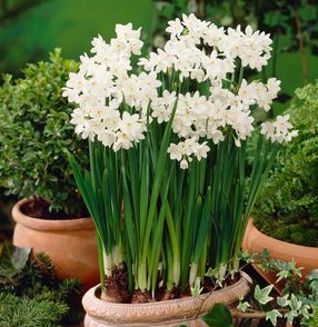 Bulb - Paperwhites - Daffodils 'Ziva' EACH