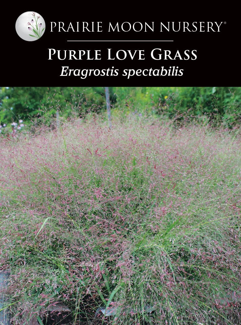 Purple Love Grass (Eragrostis spectabilis) Seeds - Prairie Moon Nursery