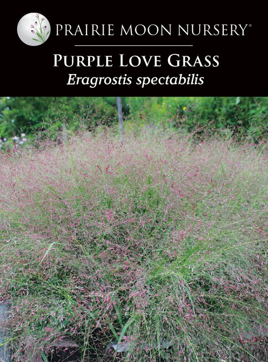 Purple Love Grass (Eragrostis spectabilis) Seeds - Prairie Moon Nursery