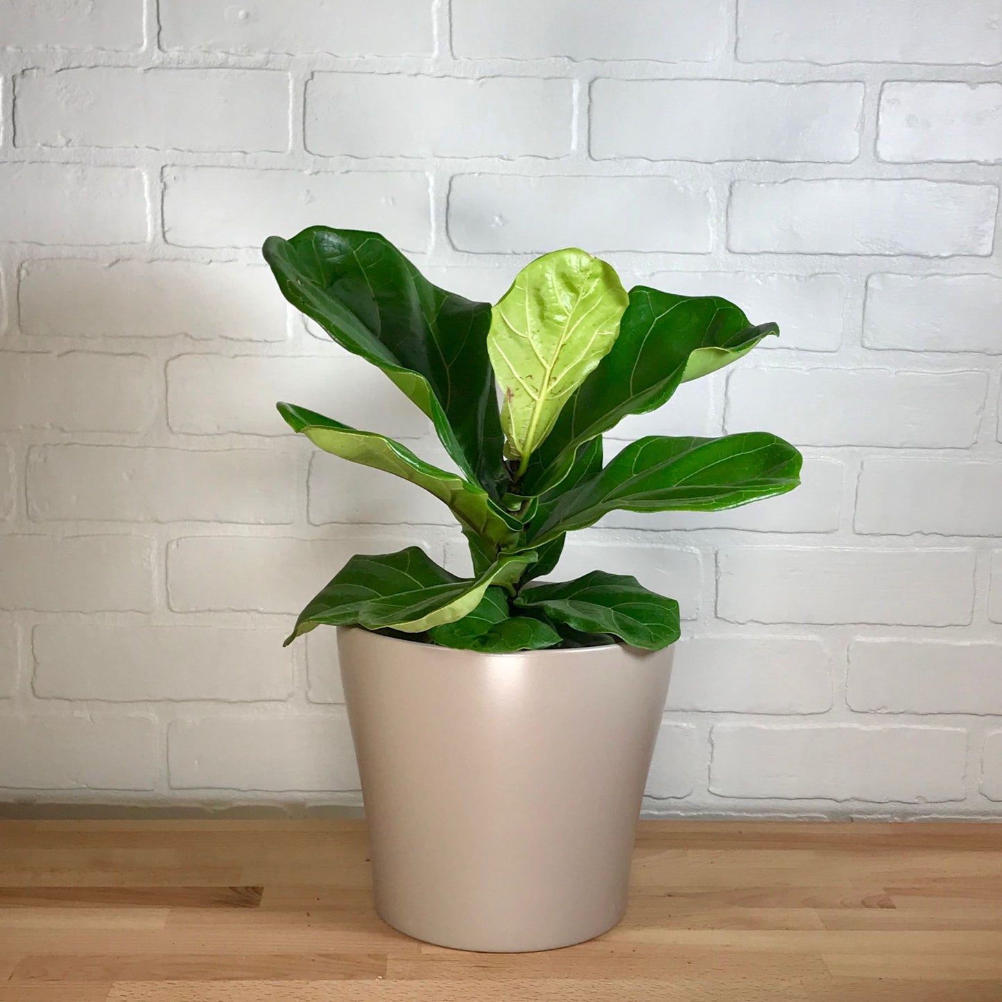 Ficus Lyrata - 6in - LB