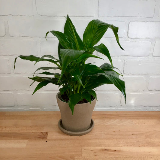 Spathiphyllum 'Peace Lily' - 4in-  LB