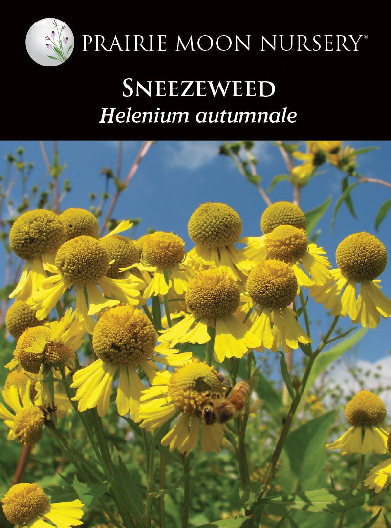 Sneezeweed (Helenium autumnale) Seeds - Prairie Moon Nursery (L2L)