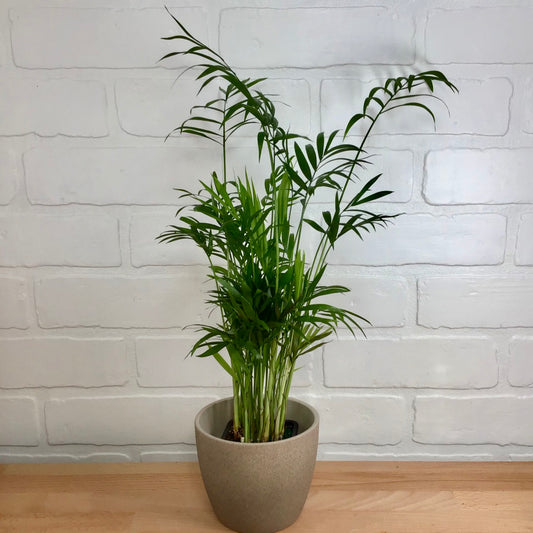 Palm 'Neanthe Bella' -  3in - LB