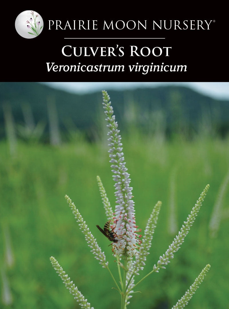 Culver's Root (Veronicastrum virginicum) Seeds - Prairie Moon Nursery (L2L)