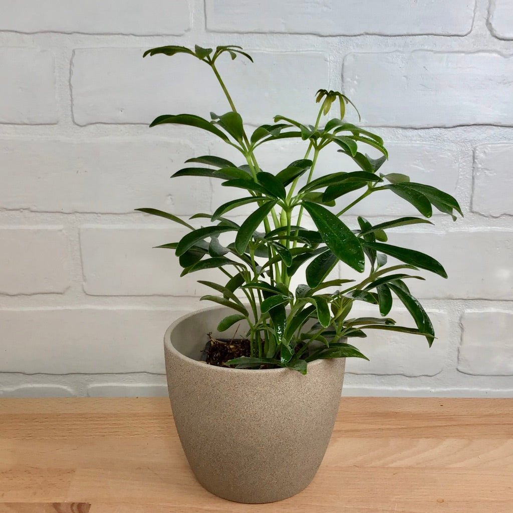 Schefflera arboricola 'Green' - 3in - LB